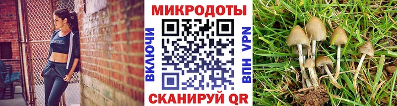 Галлюциногенные грибы Psilocybe  Грозный 